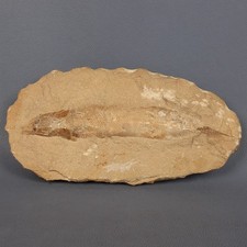 Antico Fossile Pesce Lastra Pietra Raro Da Collezione Esposizione Preistorica