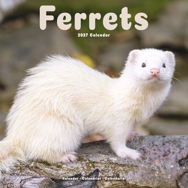 Ferrets Calendar 2027, Wall Calendars, Month To View, Animals, Gift - Image 2