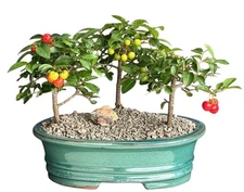 Flowering Barbados Cherry Bonsai Tree 3 Tree Forest Group 8"H Indoor Plant