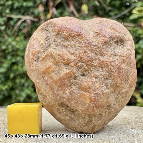 Mikraster Fossil Echinoid in Flint - Kreidezeit - Ottery St Mary, Devon UK -