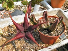 Stapleia schinzii var. angolensis