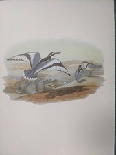 1969 BIRD PRINT - EGYPTIAN PLOVER - JOHN GOULD