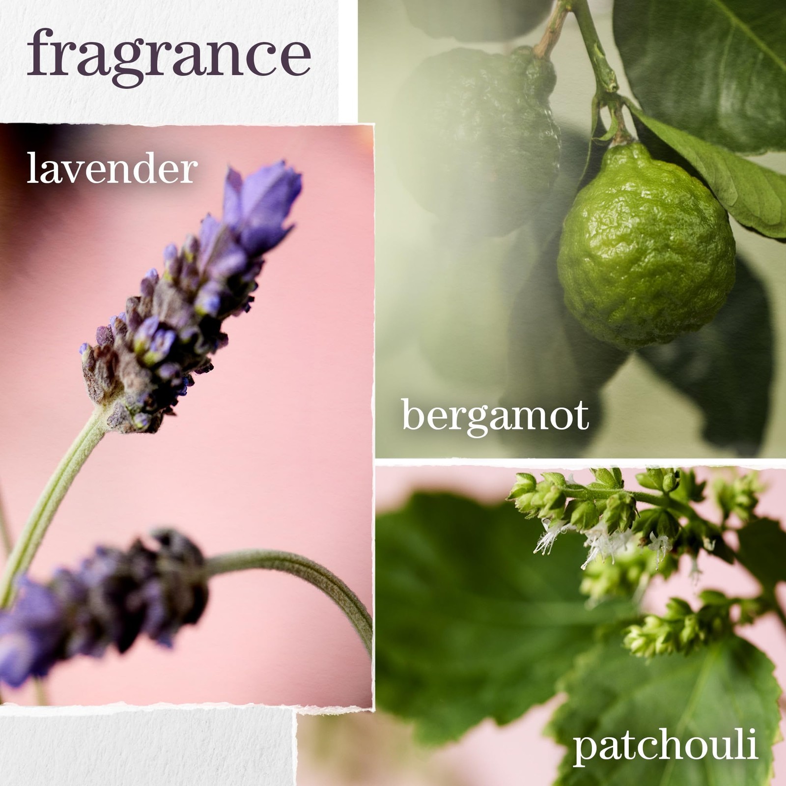 Hydrate Shampoo - For Dry or Color Treated Hair, Moisturizing Shampoo For Hyd...