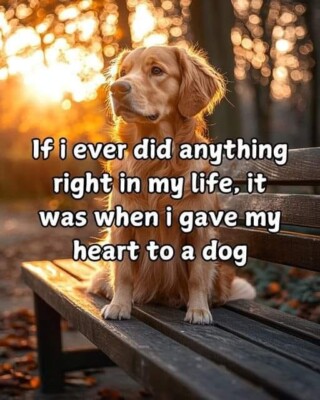 Inspirational dog refrigerator magnet    3 1/2 '' x 4 1/2 ''   Made in the USA