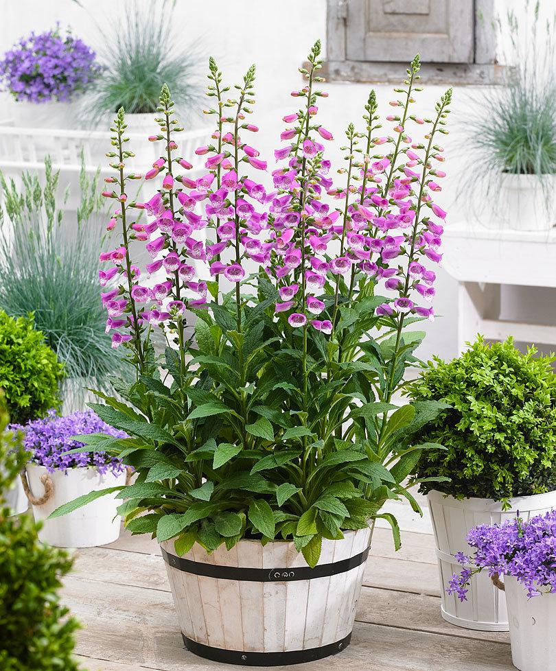 2501+FOXGLOVE MIX Seeds Wildflower Shade Garden Patio Container