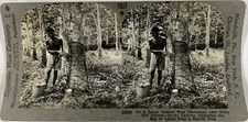 Keystone, Stereo, collecting the latex on a Rubber plantation in the Fiji Island