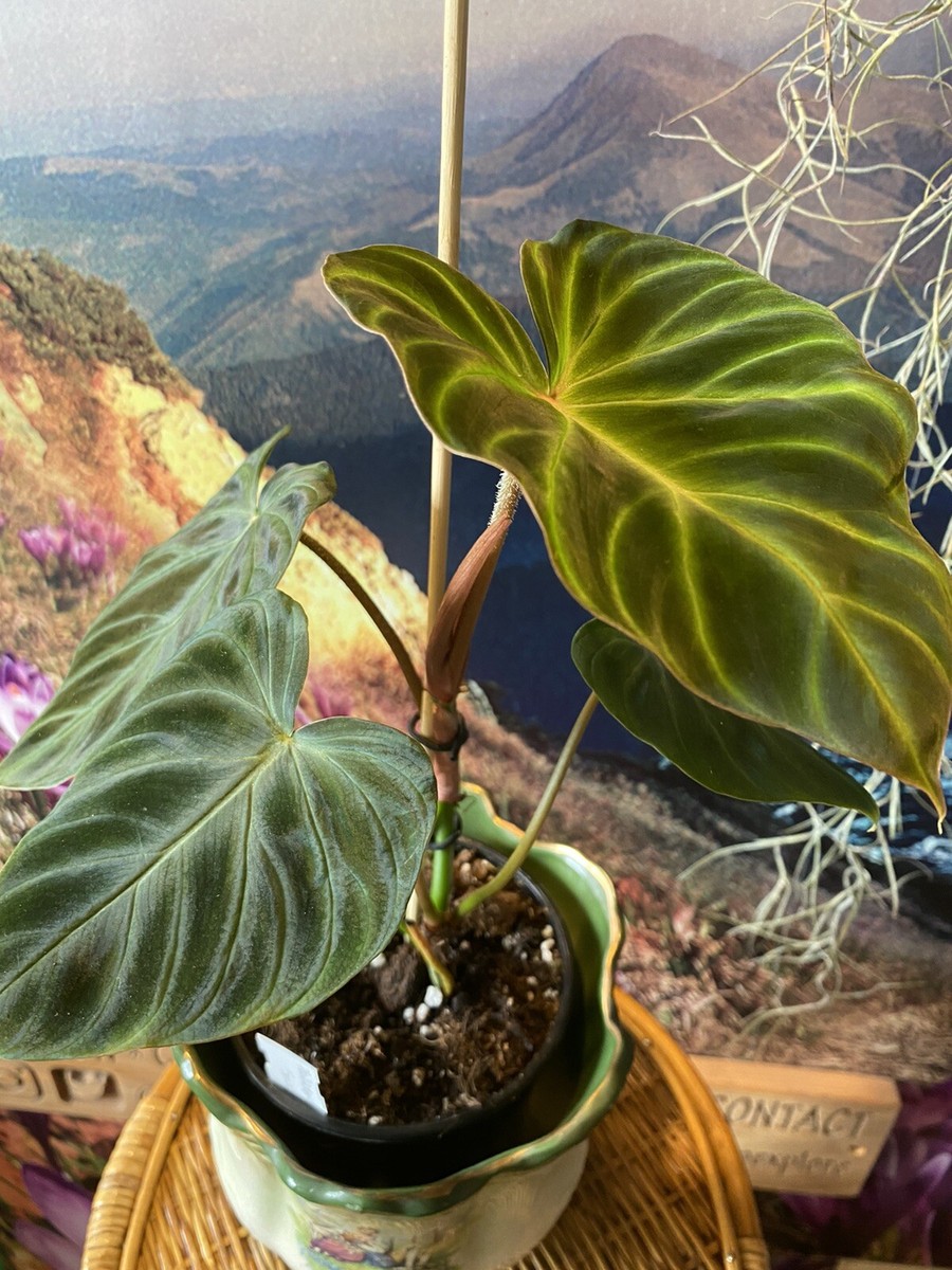 Rare Philodendron Verrucosum Rooted Cutting for Sale | eBay