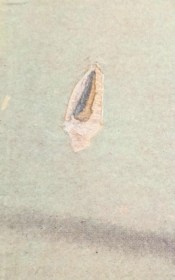 GENE VINCENT ROCKS AND THE BLUE CAPS ROLL CAPITOL T970 UK  2ND PRESSING - image 3 of 4