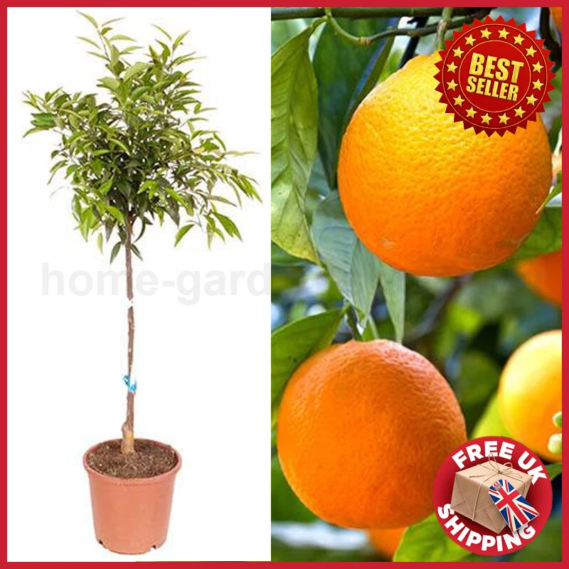 Buy CARA CARA ORANGE/ Red Navel Orange Grafted Dwarf Citrus