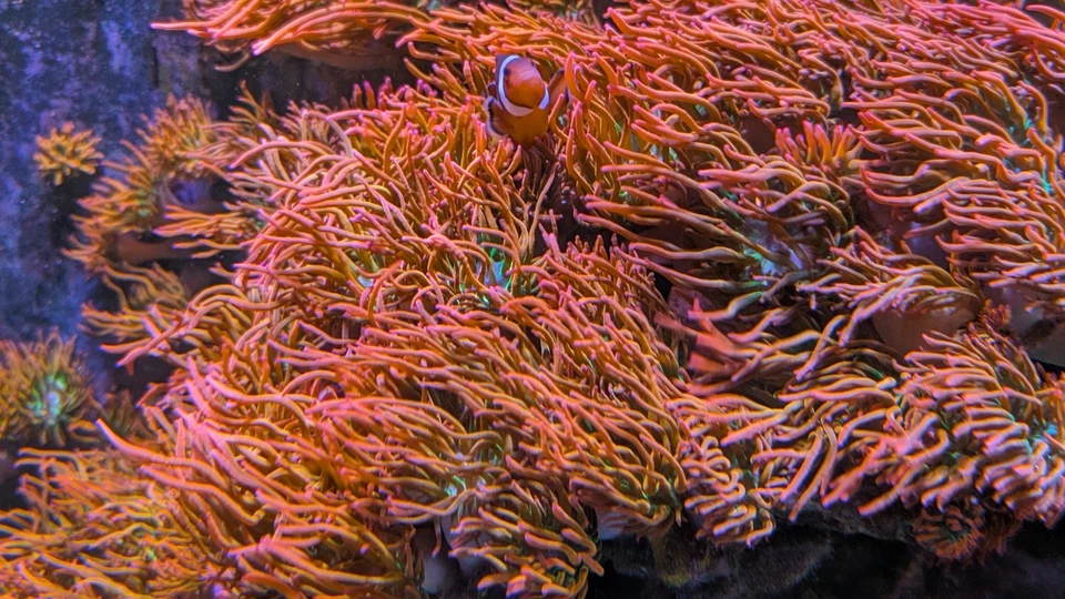 Arco-íris 🌈 Ponta de bolha anêmona 3-5" polegadas coral vivo RBTA tanque levantado - veja o vídeo - Imagem 4 de 4