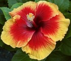 SABER TOOTH Tropical Hibiscus -- Plant in 4.5" pot — photo 2