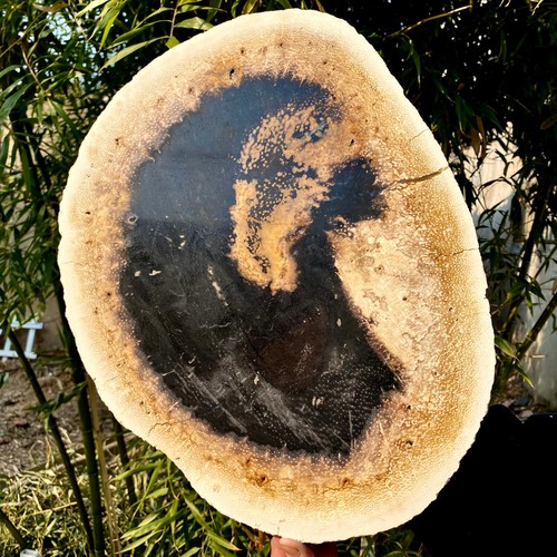 7LB large Natural Petrified Wood Crystal Fossil Slice Shape Specimen Healing - 第 10/14 張圖片