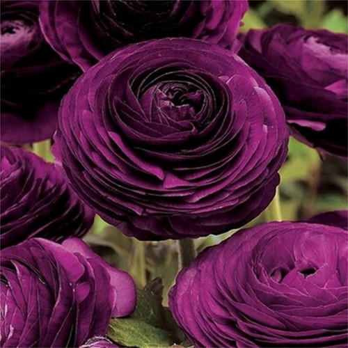 Ranunculus Bulbs 20 White Purple Mix Corms Peony Rose Butterfly Garden Flowers - Picture 2 of 7