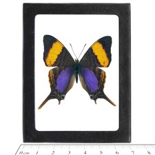 Marpesia corinna REAL FRAMED BUTTERFLY PURPLE ORANGE PERU