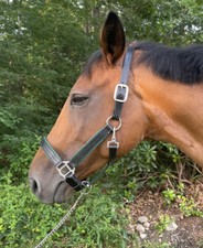 Leaders Premium Leather Halter For Full/Horse size Featuring Patent Leather