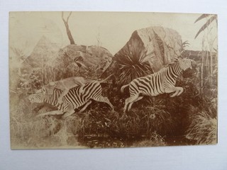 Postkarte Deutsch Südwest Afrika