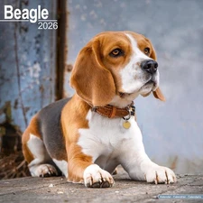BEAGLE - 2026 WALL CALENDAR - BRAND NEW - 06094