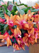 Orange Christmas Cactus Plants Live in 3 Inch Pot - 5-6in Tall - Holiday Cactus