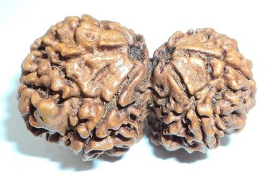 Natural Gauri Shankar Rudraksha Nepal origin Lab Certified Best Quality BLESSED