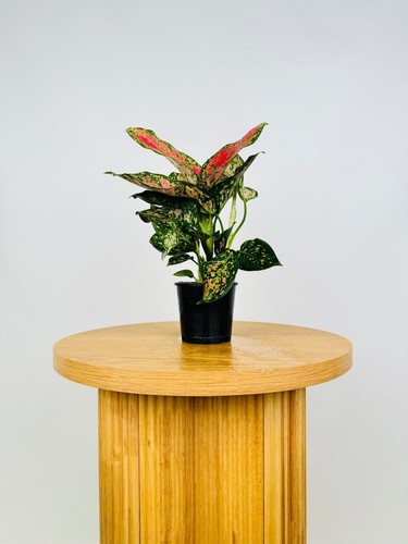 Aglaonema Commutatum - Anyamanee