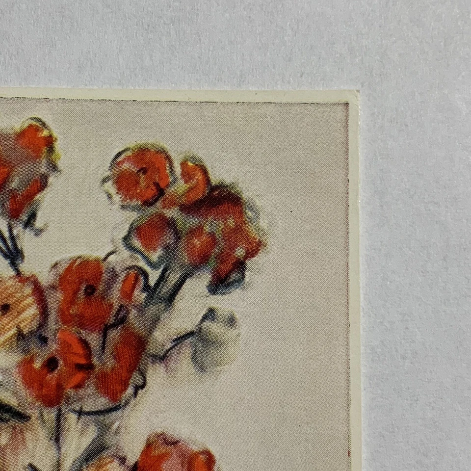 CARTÃO POSTAL LITOGRÁFICO HUMMEL #5437 MENINA COM FLORES EM VASO, MEIAS ALTAS - Imagem 4 de 4