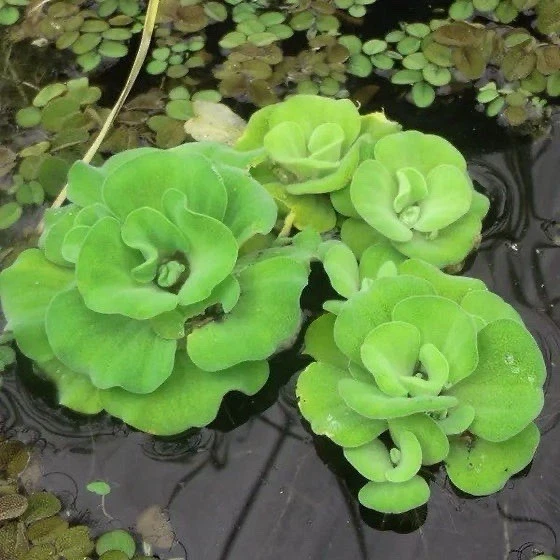 Water Lettuce Floating Pond Plants