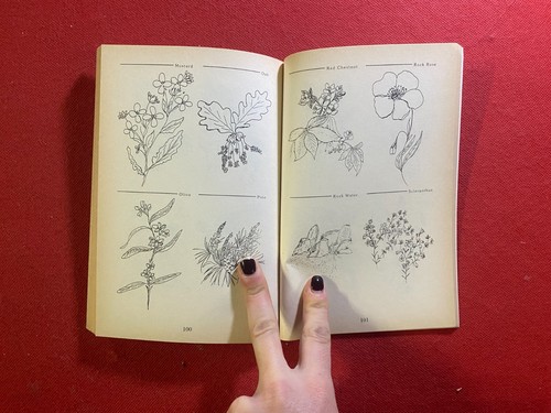 MOLINO TIZIAN - LA FLORITERAPIA Guida Xenia n. 50 (1996) Fiori Medicina anima - Foto 5 di 7