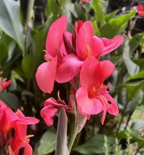 2 - CITY OF PORTLAND Giant Canna Lily Bulb Tuber Rhizomes * CORAL PINK FLOWERS