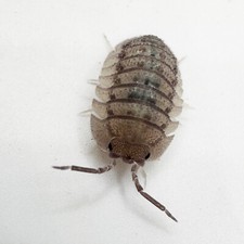 Isopod Factory 25 Armadillidium Peraccae Isopods Bioactive Terrarium Clean up
