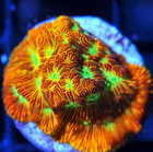 COE NON WYSIWYG Live Coral Frag ~ Jack O Lantern Leptoseris Coral LPS SPS — photo 2
