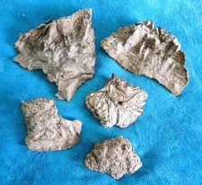 Lot of 5 Natural Driftwood Reptile Terrarium Decor