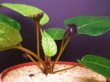 DORSTENIA ELATA rare succulents caudex exotic caudiciform bonsai seed 20 SEEDS
