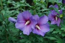 2 Purple Rose Of Sharon Trees 2ft Tall Now Live Shrubs great gift idea