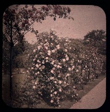 Blüten Rosen Garten c1910 Foto Stereo Gläser Autochrom Vintage §fn1