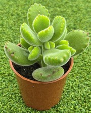 Cotyledon tomentosa (commonly known as Bear’s Paw) - 6 cm pot.