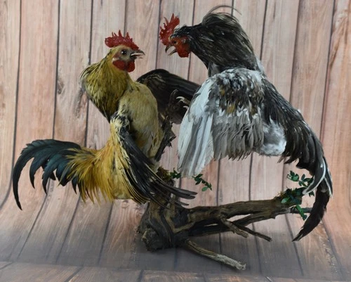 Stuffed 2 Fighting Roosters Taxidermy Beauty Colorful Birds