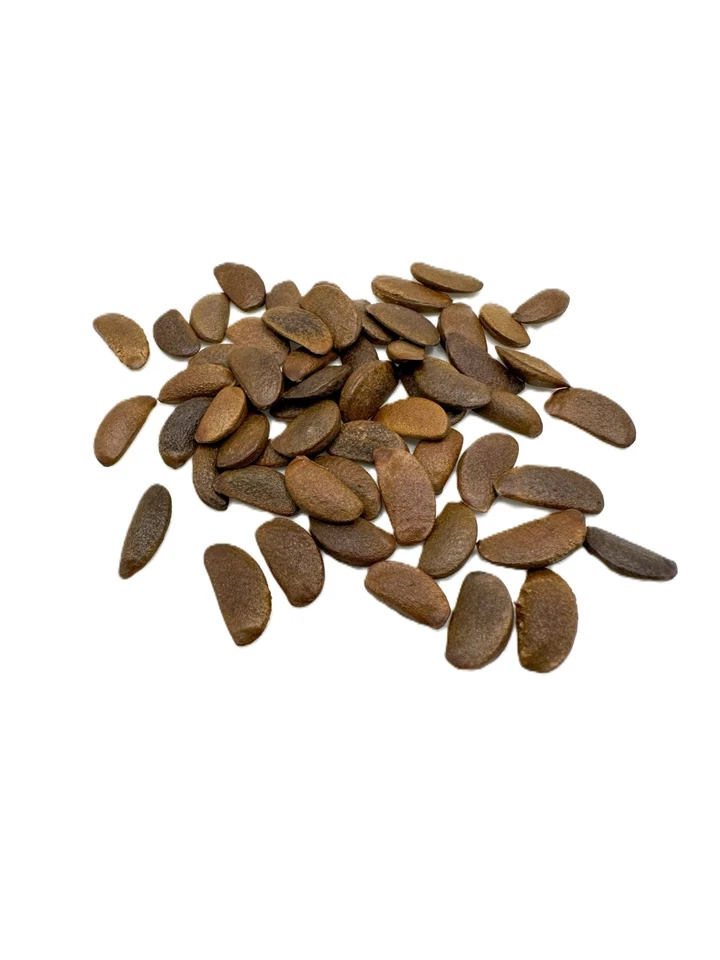 100 Pcs Japanese Persimmon Tree Seeds, Fuyu Persimmon Fruit Seed for Planting - Image 2 of 4