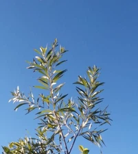 50+ Acacia species Seed Sample Pack - Australian Legume