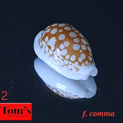 Cypraea cribraria f. comma #2  20.8mm GORGEOUS BEAUTY from Mozambique