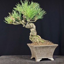 Shohin BONSAI Pinus thunbergii Black Pine, Schwarzkiefer, Pino NERO Bonsaitree