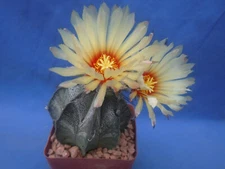 Astrophytum capricorne Cactus Plant One Large BLOOMING SIZE Plant 3"+ In Size