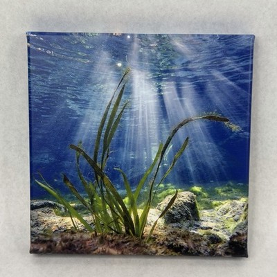 8  X 8  Florida Springs Grass Canvas Photograph Print Stretched Wood Frame
