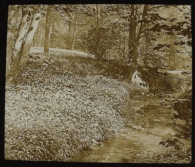 Foto FRÜHLINGSBAUMSTUDIE NR1 UM 1890 Zauberlaternendia BÄUME WALD