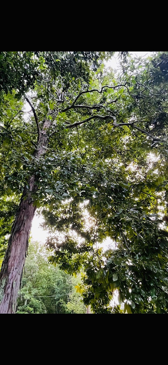 Shagbark Hickory Nuts InShell 1 Pound (16 oz) "Wicked Good Maine