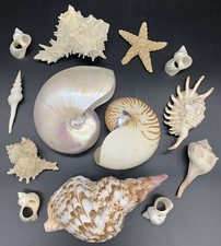 13-Piece Assorted Sea Shell Collection
