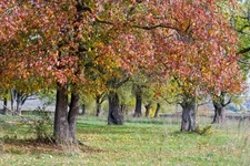 4 Red Elm Tree Seeds (ULMUS RUBRA) (Slippery Elm)