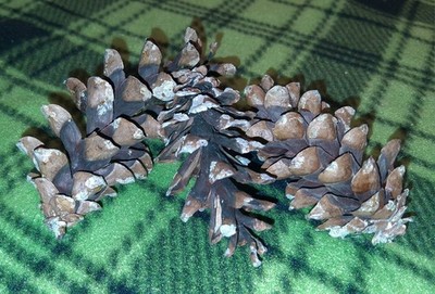 50 Sm-Med Eastern White Pine Cones Bug Free Crafts Decor Fire Starter