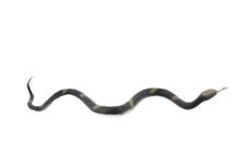 Gopher snake, Rubber Reptile, Realistic Hand Painted Toy Model 10" F2084 B142