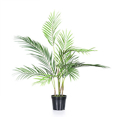 monstera monkey leaf giftig Monstera Monkey Leaf main image 0