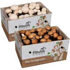 Champignon Zuchtset 2er Pack, Pilze züchten ohne Garten, Probierset, Hawlik